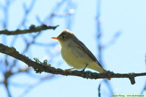 Härmsångare, Hippolais icterina